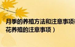 月季的养殖方法和注意事项养殖日记（月季要怎么养护月季花养殖的注意事项）