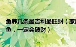 鱼养几条最吉利最旺财（家里养鱼几条最吉利千万别这样养鱼，一定会破财）