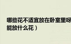 哪些花不适宜放在卧室里呀?（什么花适合放在卧室卧室不能放什么花）