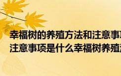 幸福树的养殖方法和注意事项发发财（幸福树的养殖方法和注意事项是什么幸福树养殖注意事项是什么）