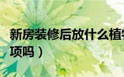 新房装修后放什么植物好（装修有什么注意事项吗）