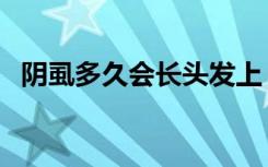 阴虱多久会长头发上（阴虱多久会被发现）