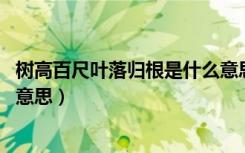 树高百尺叶落归根是什么意思啊（树高百尺 叶落归根是什么意思）