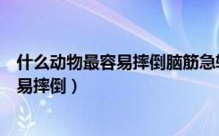 什么动物最容易摔倒脑筋急转弯大全及答案（什么动物最容易摔倒）