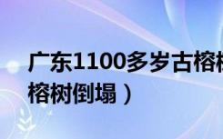 广东1100多岁古榕树倒塌 新闻（1100岁古榕树倒塌）