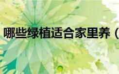 哪些绿植适合家里养（哪些绿植适合放卧室）