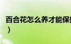 百合花怎么养才能保持开的久（百合花怎么养）