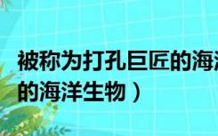 被称为打孔巨匠的海洋生物（被称为打孔巨匠的海洋生物）