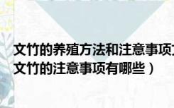 文竹的养殖方法和注意事项文竹长的大吗（文竹怎么养养殖文竹的注意事项有哪些）