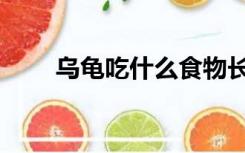 乌龟吃什么食物长大（乌龟吃什么）