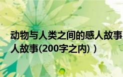 动物与人类之间的感人故事300字（谁有动物与人之间的感人故事(200字之内)）