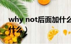 why not后面加什么动词（why not后面加什么）