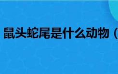 鼠头蛇尾是什么动物（蛇头鼠眼是什么意思）