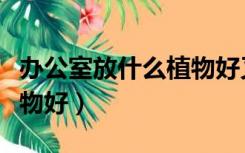 办公室放什么植物好又旺财（办公室放什么植物好）