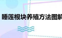 睡莲根块养殖方法图解（睡莲根块养殖方法）