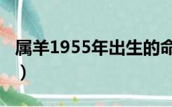 属羊1955年出生的命运（1955年属羊的命运）