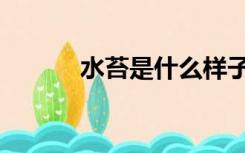 水苔是什么样子（水苔是什么）