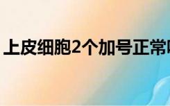 上皮细胞2个加号正常吗（上皮细胞2个加号）