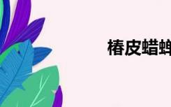 椿皮蜡蝉（椿皮）