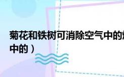 菊花和铁树可消除空气中的烟雾吗（菊花和铁树可消除空气中的）