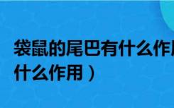 袋鼠的尾巴有什么作用一年级（袋鼠的尾巴有什么作用）