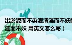 出淤泥而不染濯清涟而不妖翻译成英文（出淤泥而不染 濯清涟而不妖 用英文怎么写）