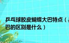 乒乓球胶皮蝴蝶大巴特点（乒乓球拍胶皮蝴蝶大巴和蝴蝶小巴的区别是什么）