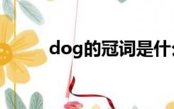 dog的冠词是什么（冠词是什么）