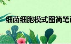 细菌细胞模式图简笔画（细菌细胞模式图）