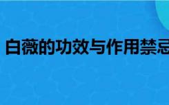 白薇的功效与作用禁忌（白薇的功效与作用）