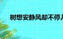 树想安静风却不停儿子要孝顺亲戚不在