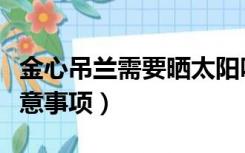 金心吊兰需要晒太阳吗（金心吊兰怎么养及注意事项）