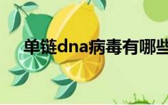 单链dna病毒有哪些（dna病毒有哪些）