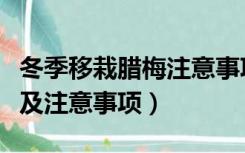 冬季移栽腊梅注意事项（夏腊梅的养殖方法以及注意事项）