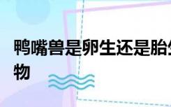 鸭嘴兽是卵生还是胎生它又是鸟类还是哺乳动物