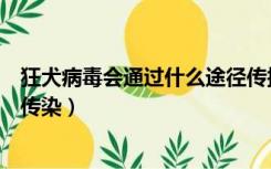 狂犬病毒会通过什么途径传播（狂犬病毒通过什么传播途径传染）