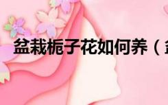 盆栽栀子花如何养（盆栽栀子花要怎么养）