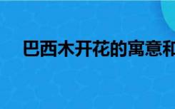 巴西木开花的寓意和象征（巴西木开花）