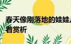 春天像刚落地的娃娃从头到脚都是新的它生长着赏析