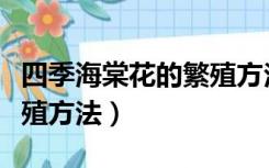 四季海棠花的繁殖方法视频（四季海棠花的繁殖方法）