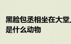 黑脸包丞相坐在大堂上扯起八卦旗专拿飞天将是什么动物