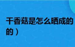 干香菇是怎么晒成的（香菇是晾干的还是晒干的）