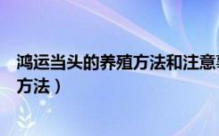 鸿运当头的养殖方法和注意事项视频教程（鸿运当头的养殖方法）