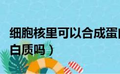 细胞核里可以合成蛋白质吗（细胞核能合成蛋白质吗）