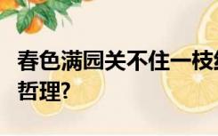 春色满园关不住一枝红杏出墙来蕴含着怎样的哲理?