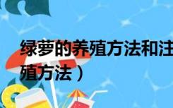 绿萝的养殖方法和注意事项 盆栽（绿萝的养殖方法）