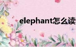 elephant怎么读（panda怎么读）