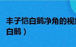 丰子恺白鹅净角的视频（净角出场的视频配套白鹅）