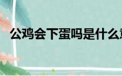 公鸡会下蛋吗是什么意思（公鸡会下蛋吗）