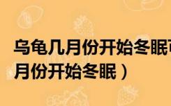 乌龟几月份开始冬眠可以放在水里吗（乌龟几月份开始冬眠）